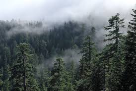 Bigfoots Origin, the Pacific Northwest